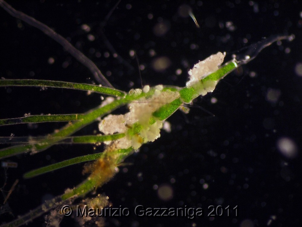 Cladophora aegagrophila